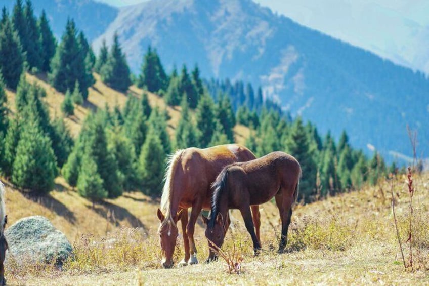 Two horses grazing in a mountainous area with pine trees and a clear sky. 5