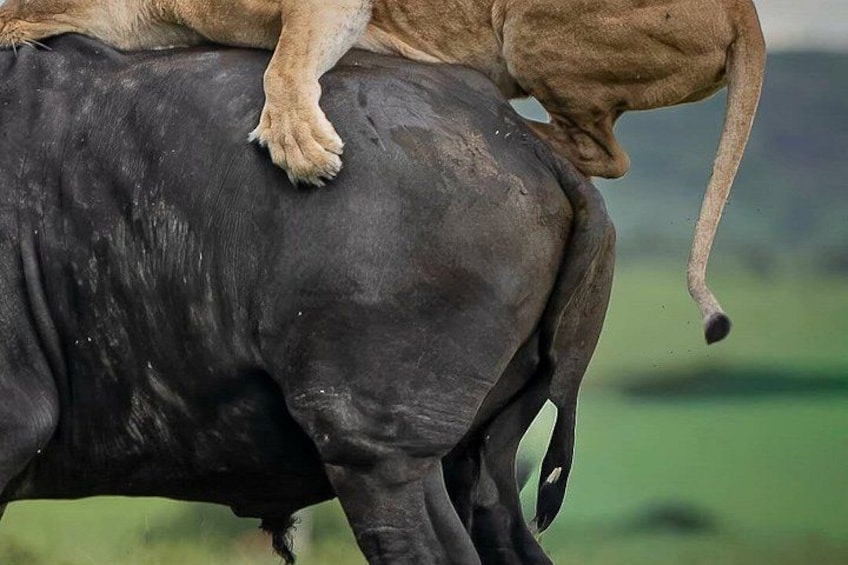 A lion sitting on a buffalo. 3