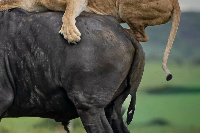 A lion sitting on a buffalo. 3