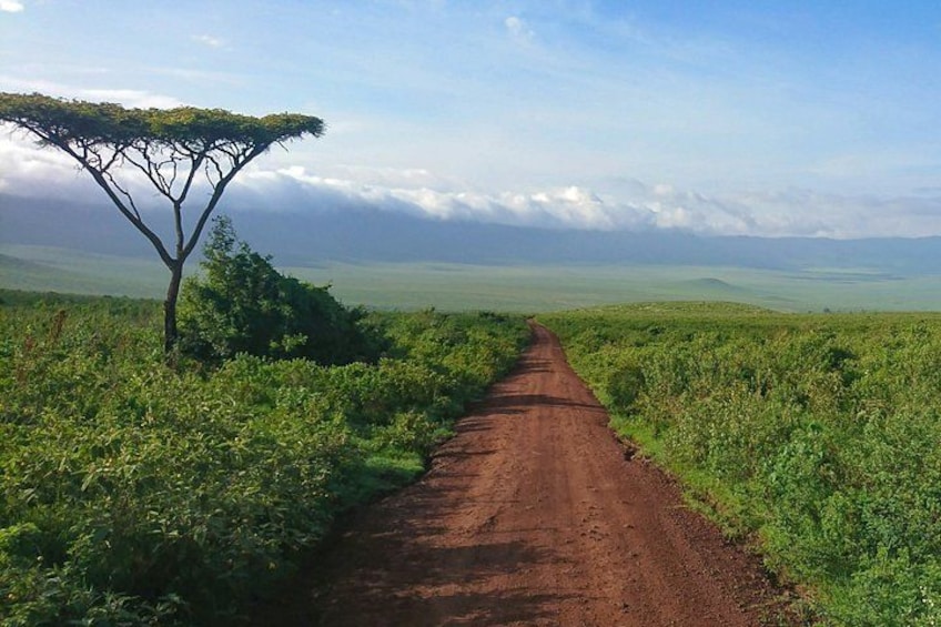 A dirt road in a savanna landscape with a solitary acacia tree and distant hills. 1