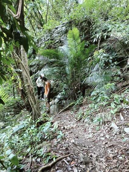 A person hiking on a forest trail with dense foliage and a rocky outcrop. 3