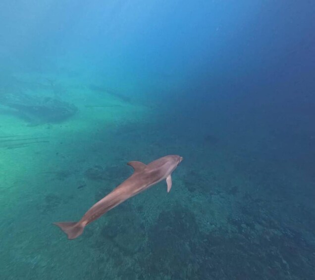 A single fish swimming in clear blue water. 4