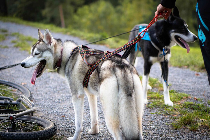 A husky on a leash, a bicycle, and a person in the background. 2