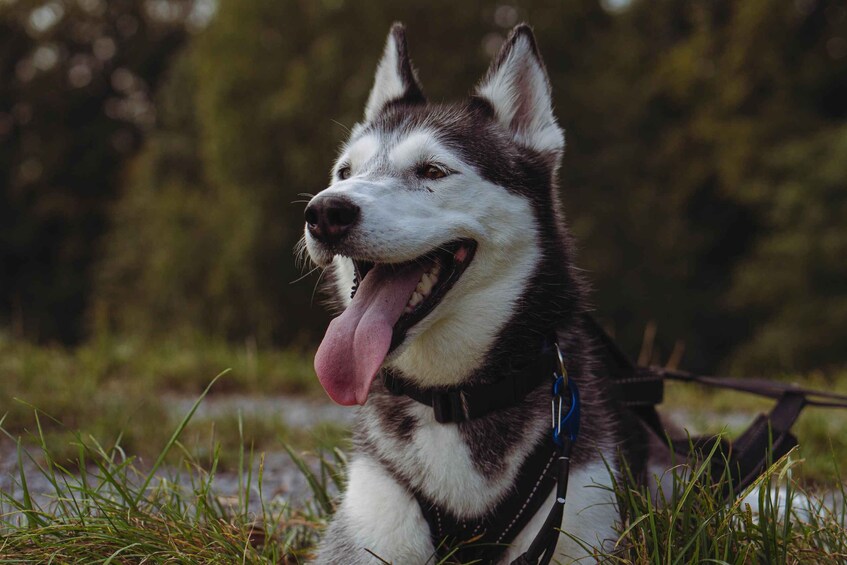 A husky dog with a harness lying on grass. 5