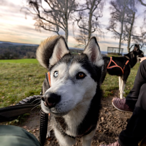 A husky with a harness, a person sitting, and a dog in the background. 1