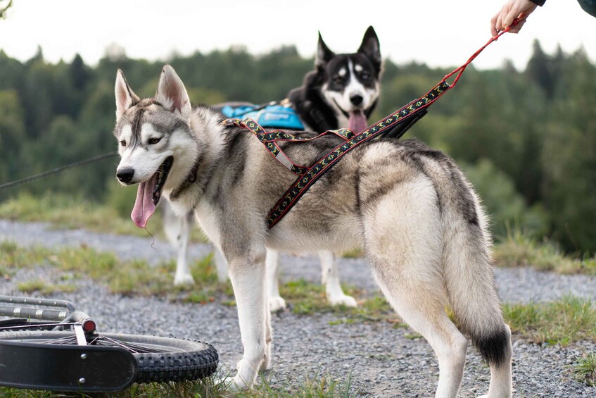 Two dogs on leashes, one with a harness and the other with a collar, standing on a gravel path with a bicycle wheel in the foreground. 3