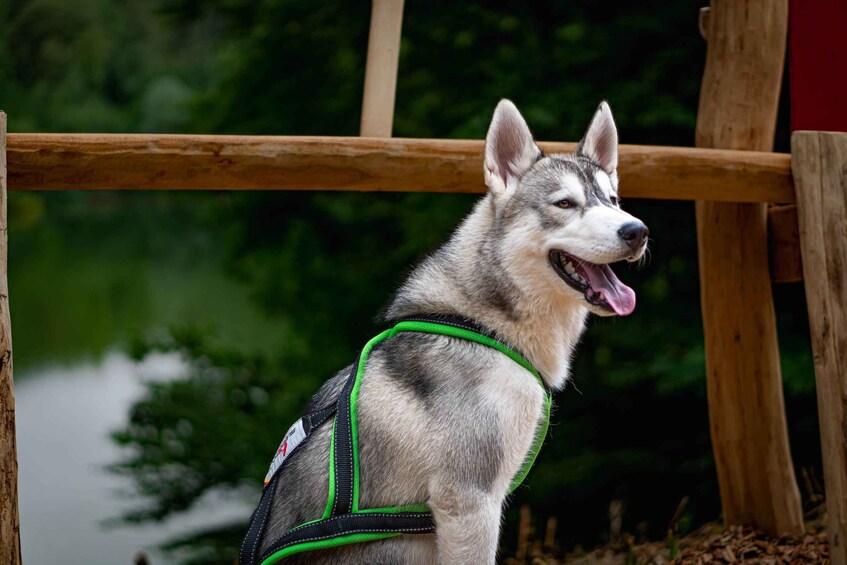 A husky with a harness standing by a wooden fence. 4