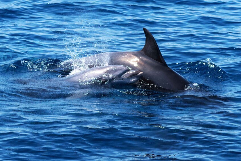 Picture 1 for Activity Hvar: Dolphin Watching Boat Tour with Meal & Drinks 4