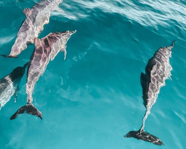 A group of dolphins swimming in clear turquoise water. 4