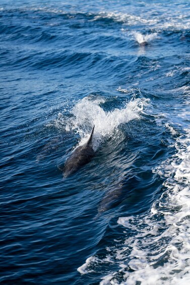 A dolphin swimming in the ocean. 2