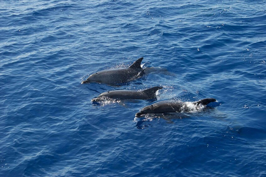 Three dolphins swimming in the ocean. 5
