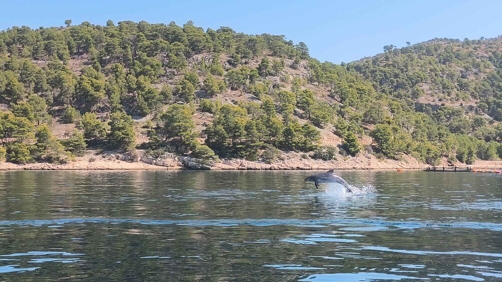 Picture 5 for Activity Hvar: Dolphin Watching Boat Tour with Meal & Drinks 2