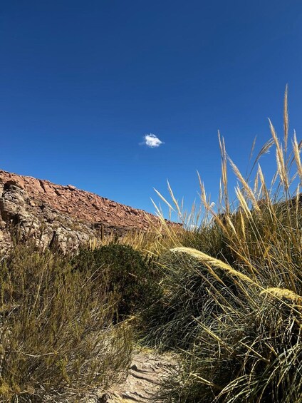 A rocky landscape with tall grasses and a clear blue sky. 1