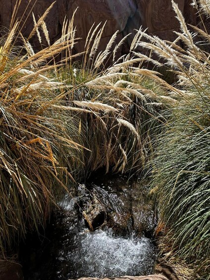 A waterfall surrounded by tall grasses. 3