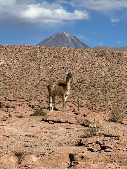 A llama standing on rocky terrain with a mountain in the background. 2