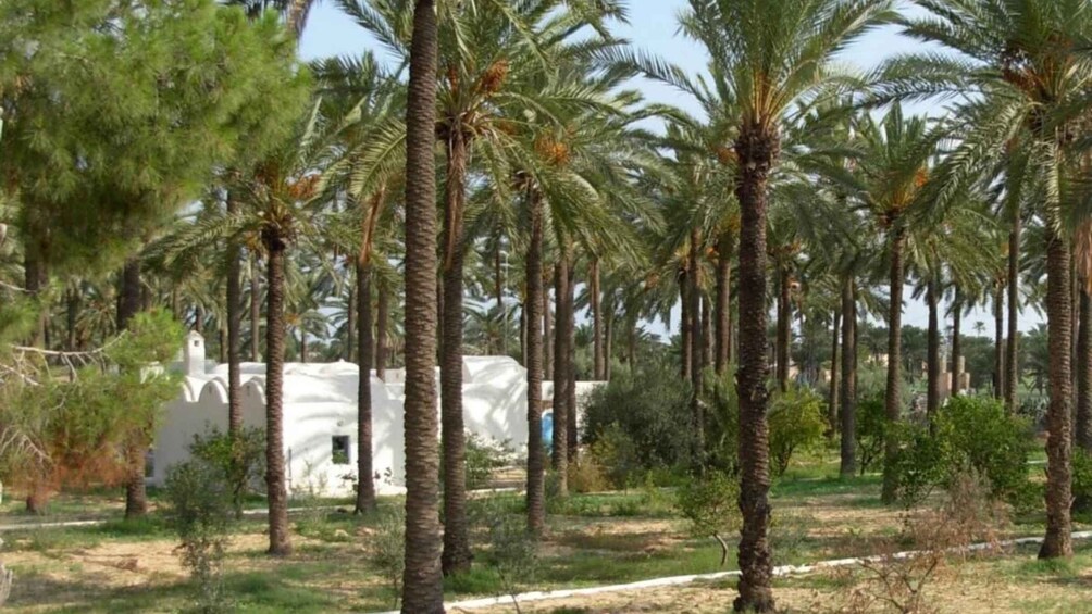 A grove of palm trees with a white building in the background. 5