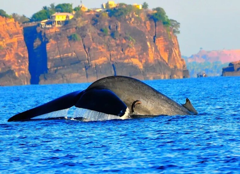 A whale breaching the water with a rocky cliff in the background. 3