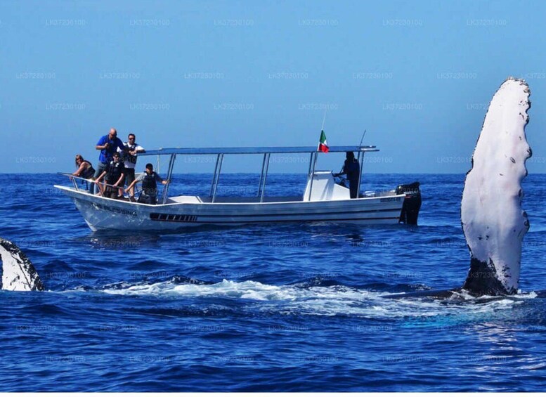 A boat with passengers and a whale breaching the water. 5