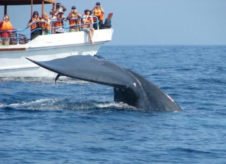 A whale breaching the water with a boat and people in the background. 2