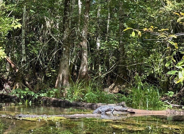 A crocodile resting on a log in a swampy area with dense trees and water. 5