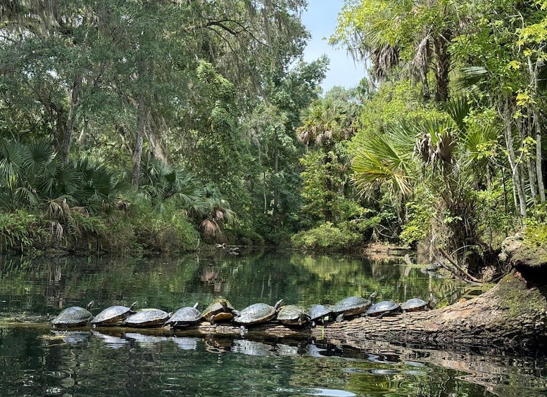 A group of turtles on a log in a forested river. 4