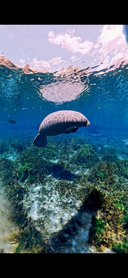 A manatee swimming underwater. 3