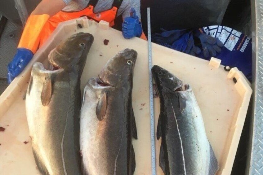 Three fish on a tray with a measuring tape. 4
