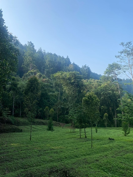 A lush green tea plantation with trees and a hilly backdrop. 3