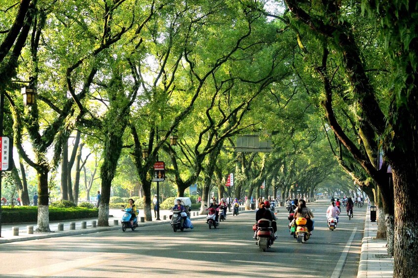 A tree-lined street with motorbikes and scooters. 1