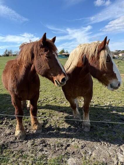 Two horses standing next to each other in a fenced field with a clear sky in the background. 2