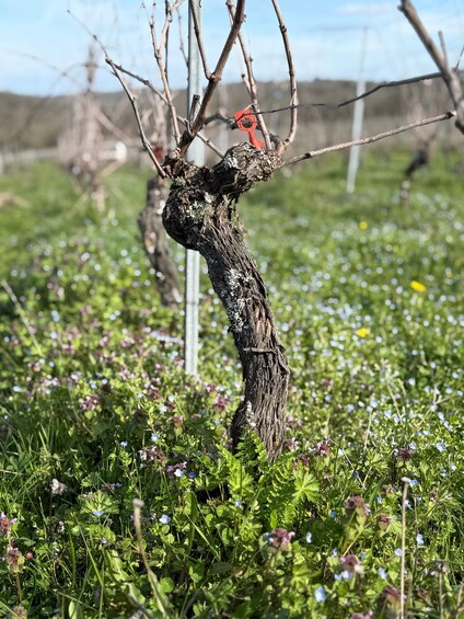 A tree with a red pruning tool, surrounded by a field of wildflowers. 1