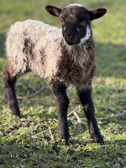 A lamb standing on a grassy field. 4