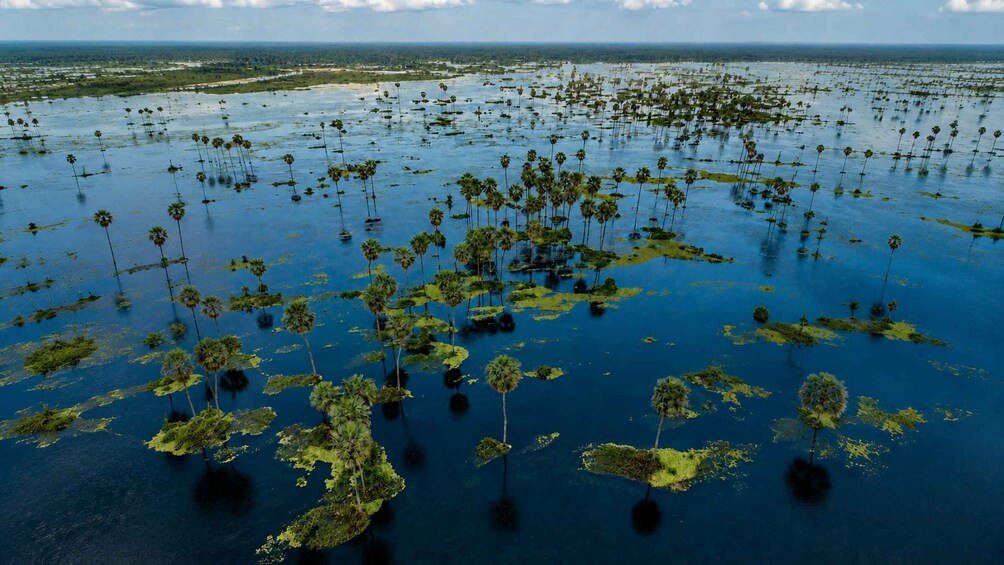 A flooded landscape with numerous palm trees and patches of green vegetation. 4