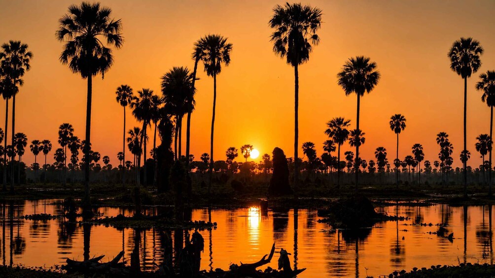 A sunset over a water body with palm trees silhouetted against the sky. 5