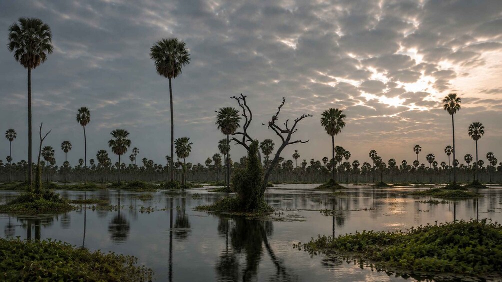 A swampy landscape with tall palm trees and a reflective water surface. 1