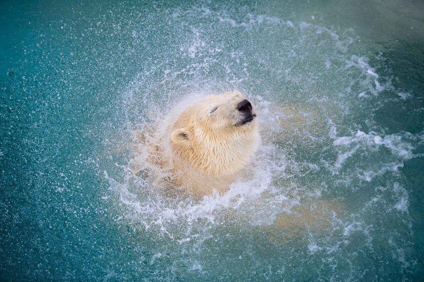 A polar bear swimming in clear water. 3