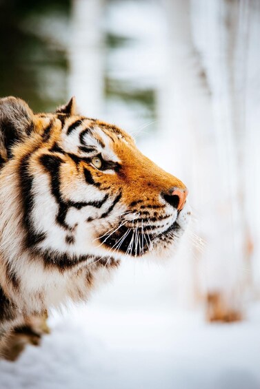 A tiger's head with distinctive stripes and whiskers, set against a blurred snowy background. 1