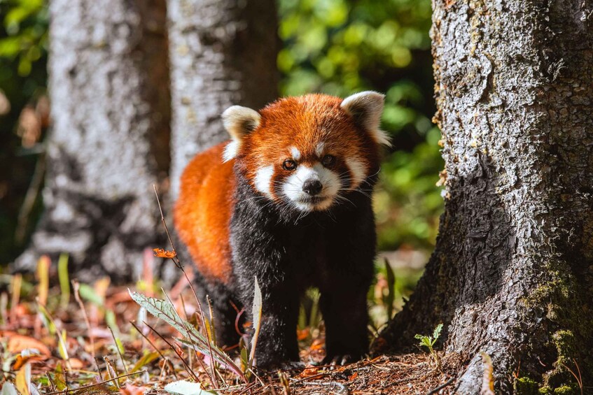 A red panda standing among trees. 4
