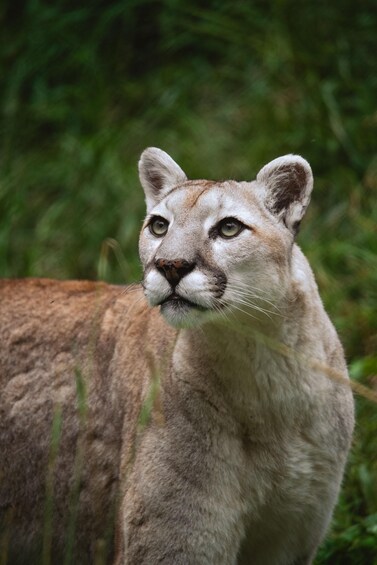 A cougar with a brown and tan coat, standing in a grassy area. 2