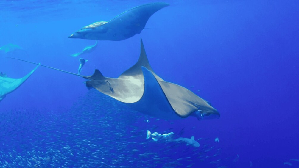 A school of fish swimming in the ocean. 2