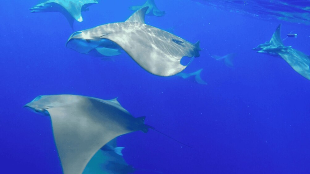 A group of manta rays swimming in clear blue water. 3