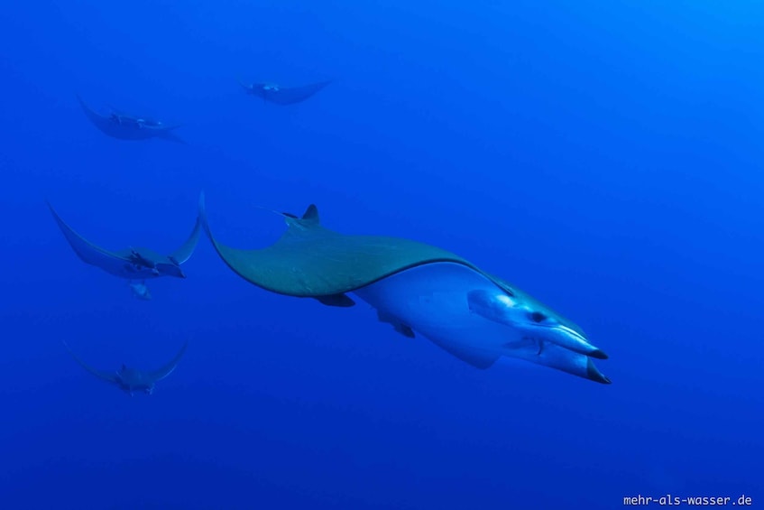 A large manta ray swimming with smaller rays in a deep blue ocean. 1