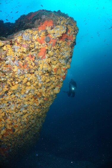 A diver exploring a large, colorful coral reef with vibrant orange and yellow hues. 5