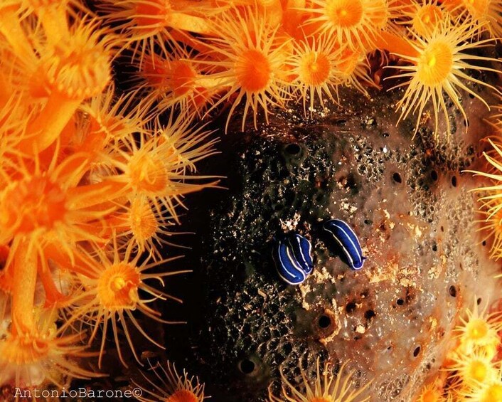 Orange sea anemones and a blue-striped sea urchin on a rocky seabed. 2