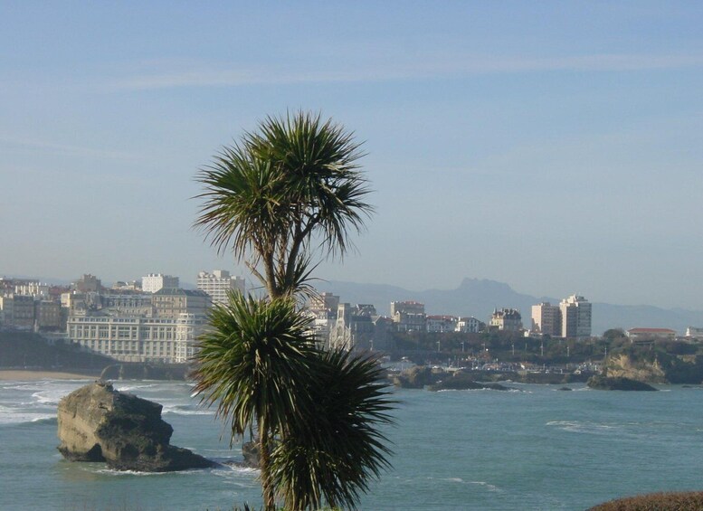 A coastal cityscape with buildings, a palm tree, and a rocky outcrop in the water. 5