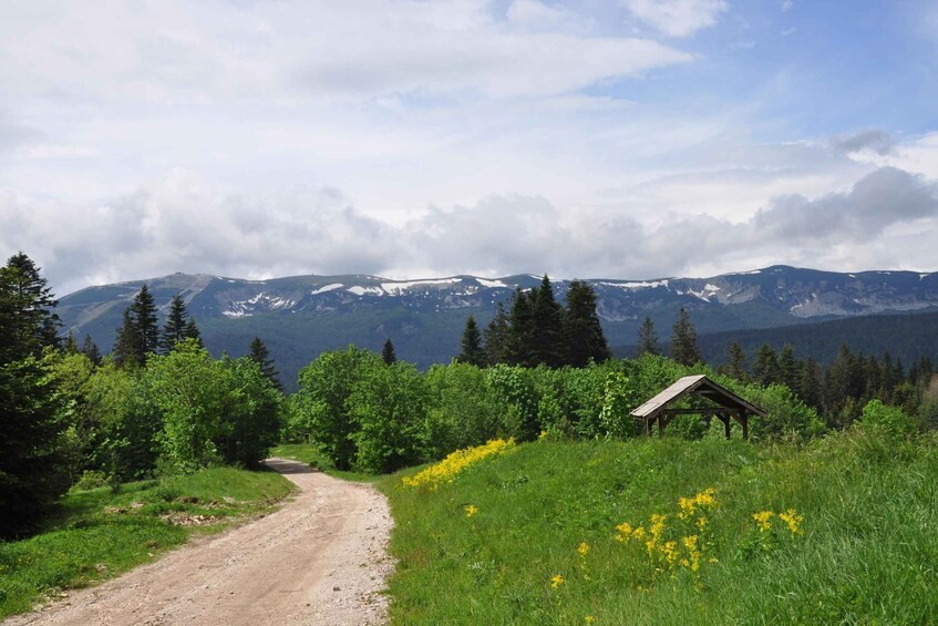 A dirt road leading to a wooden shelter in a mountainous area with green vegetation and yellow flowers. 4