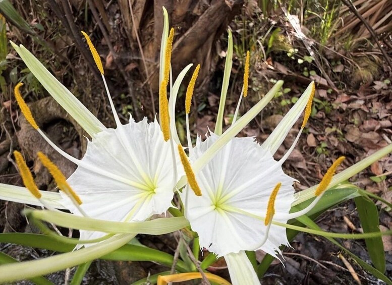 A white flower with yellow stamens in a natural setting. 3