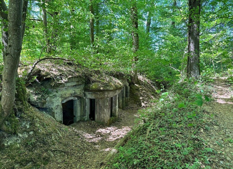 A forest with a stone structure partially covered by vegetation. 5