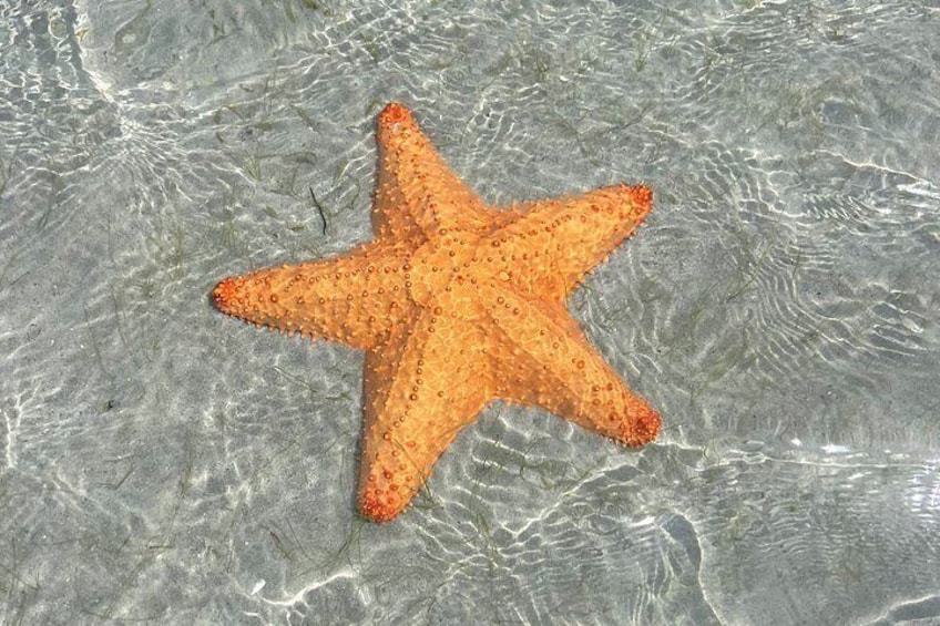 A starfish on a sandy beach. 2