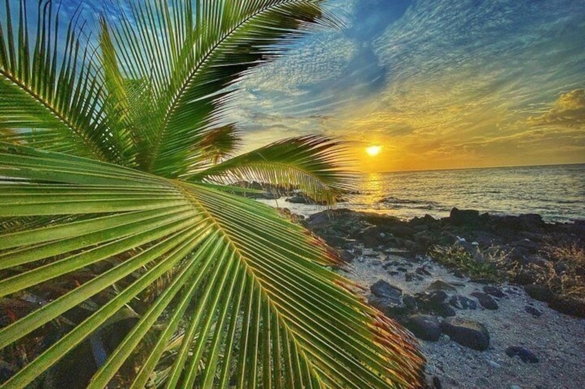 A sunset over a rocky beach with palm fronds in the foreground. 1